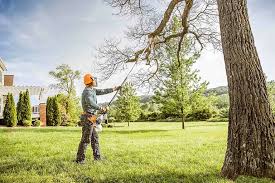 Best Tree Disease Treatment  in Georgetown, IN