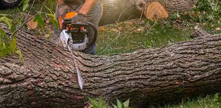 How Our Tree Care Process Works  in  Georgetown, IN