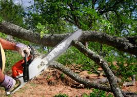 Best Tree Preservation Services  in Georgetown, IN