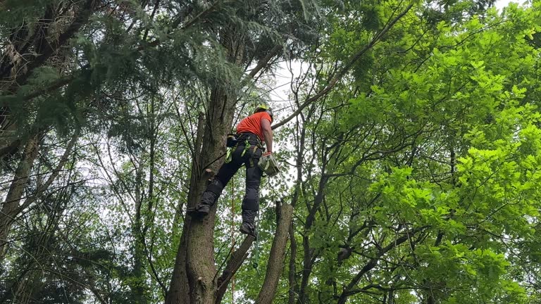 Best Fruit Tree Pruning  in Georgetown, IN