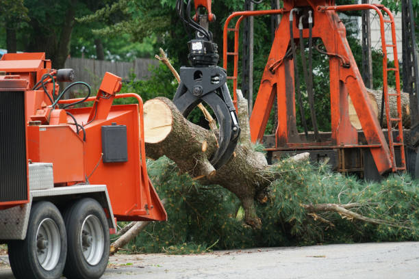 Best Tree Risk Assessment  in Georgetown, IN