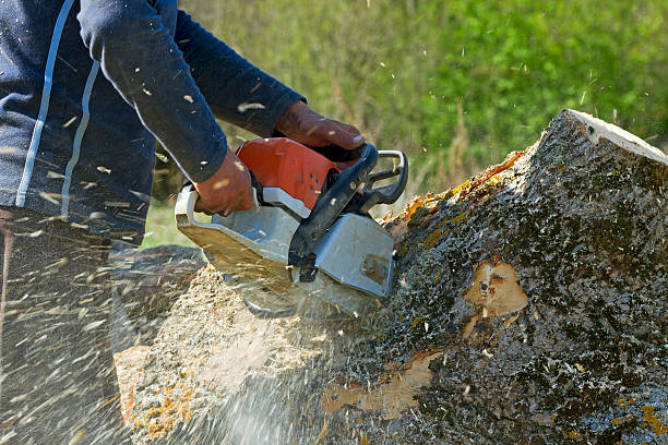 Best Palm Tree Trimming  in Georgetown, IN