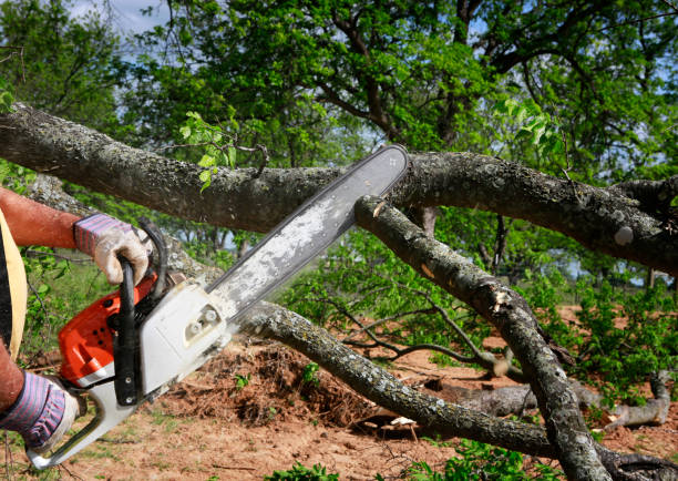 Best Commercial Tree Services  in Georgetown, IN