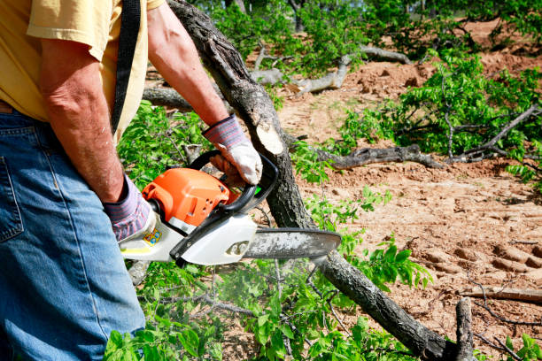 Georgetown, IN Tree Care  Company